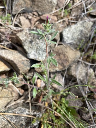 Allophyllum divaricatum, photographed by Matt Berger