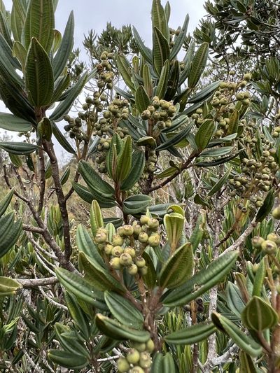 Miconia elaeoides, photographed by Nicolás Baresch Uribe