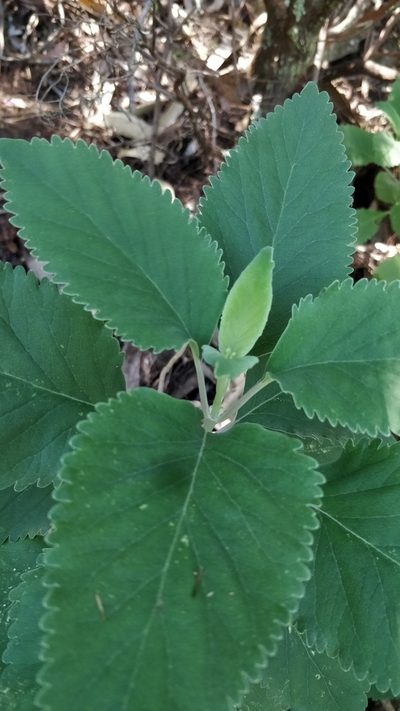Teucrium betonicum, photographed by Vítor Jorge