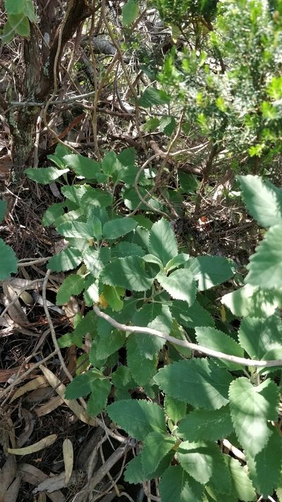 Teucrium betonicum, photographed by Vítor Jorge