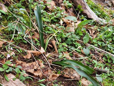 Carex fraseriana, photographed by Jessica Williams