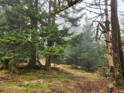 Abies fraseri