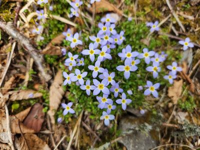 Houstonia serpyllifolia, photographed by Jessica Williams