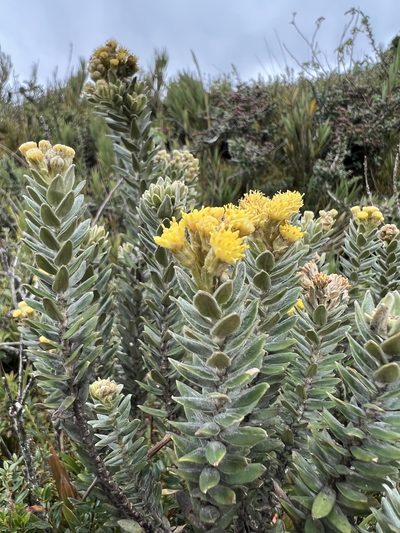 Pentacalia ledifolia, photographed by Nicolás Baresch Uribe