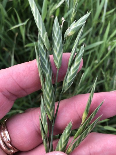 Bromus brevis, photographed by Sam Kieschnick