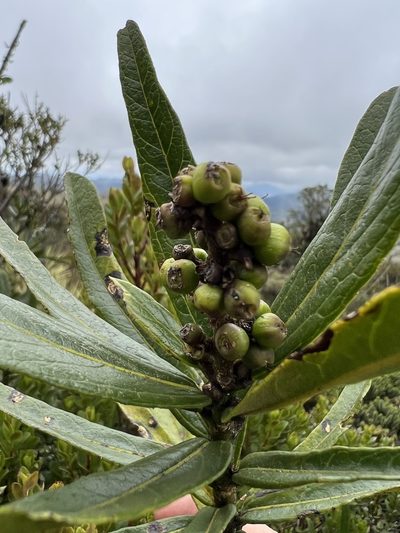 Oreopanax mutisianus, photographed by Nicolás Baresch Uribe