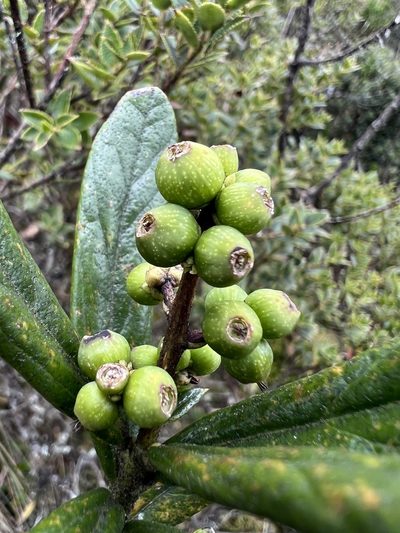 Oreopanax mutisianus, photographed by Nicolás Baresch Uribe