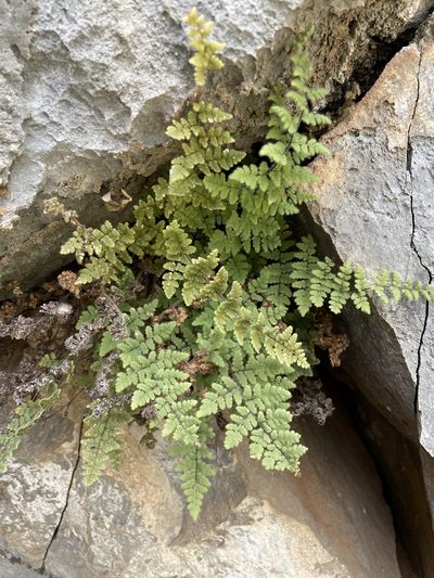 Myriopteris cooperae, photographed by Matt Berger