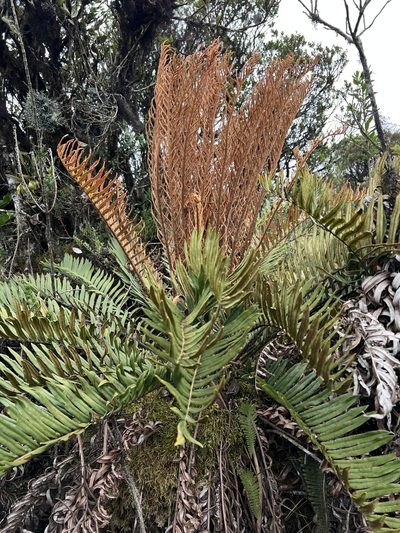 Lomariocycas schomburgkii, photographed by Nicolás Baresch Uribe