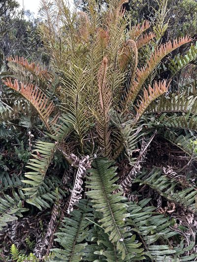Lomariocycas schomburgkii, photographed by Nicolás Baresch Uribe