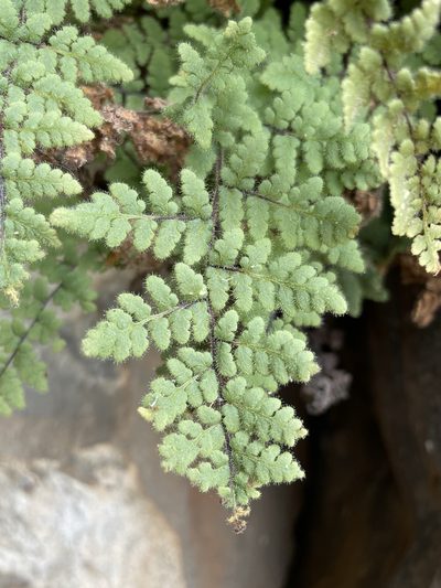 Myriopteris cooperae, photographed by Matt Berger