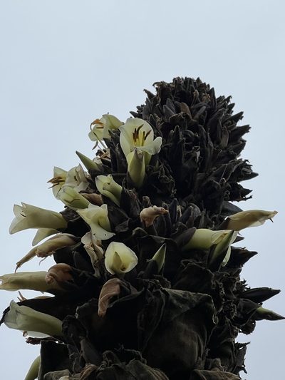 Puya goudotiana, photographed by Nicolás Baresch Uribe