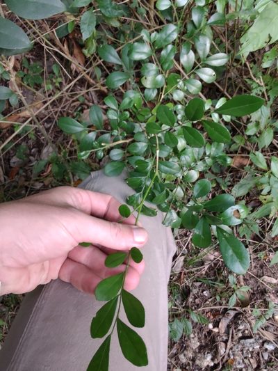 Schaefferia argentinensis, photographed by Adriel Magnetti