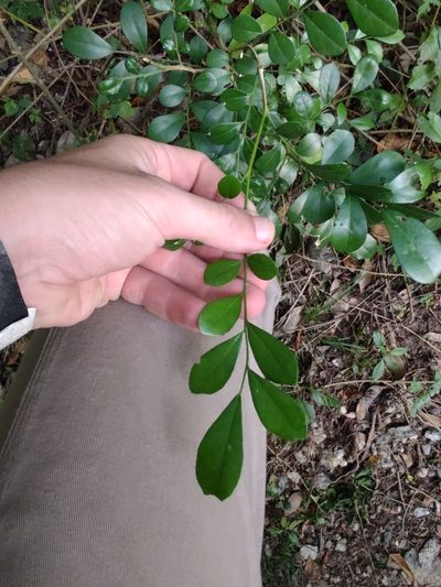 Schaefferia argentinensis, photographed by Adriel Magnetti