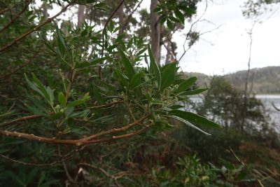 Zieria arborescens, photographed by Cowirrie