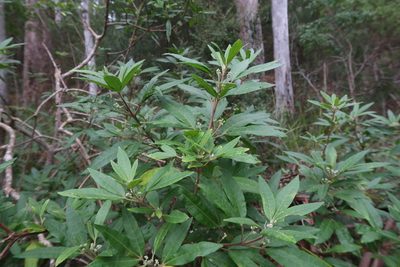 Zieria arborescens, photographed by Cowirrie