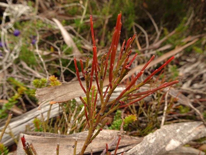 Exocarpos humifusus, photographed by Yoav Daniel Bar-Ness