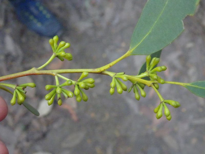 Eucalyptus regnans, photographed by Yoav Daniel Bar-Ness