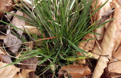 Carex pensylvanica, photographed by Trix Niernberger