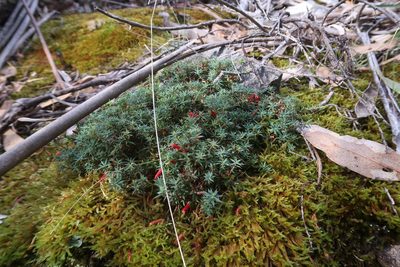 Styphelia humifusa, photographed by Cowirrie