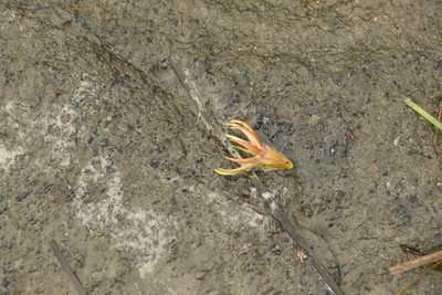 Bruguiera gymnorhiza, photographed by Greg Tasney