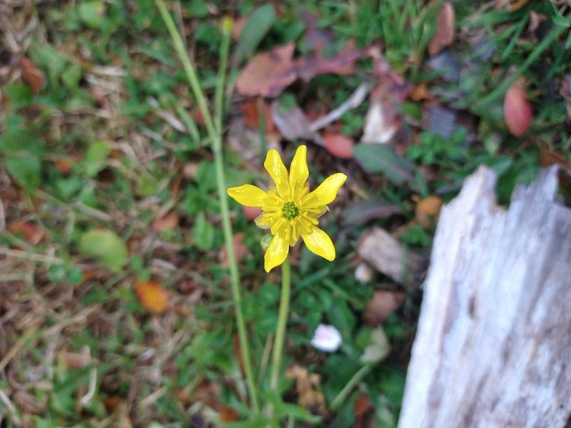 Ranunculus peduncularis, photographed by Pablo