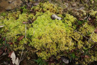 Sphagnum denticulatum, photographed by Vicente Lopes