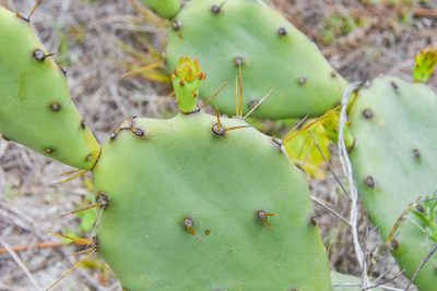 Opuntia stricta, photographed by Jay Pruett