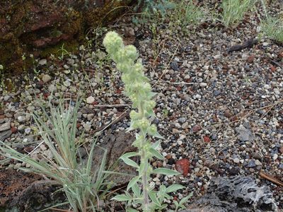 Phacelia heterophylla, photographed by joergmlpts