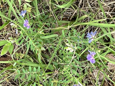 Vicia ludoviciana, photographed by Sue Ann Kendall