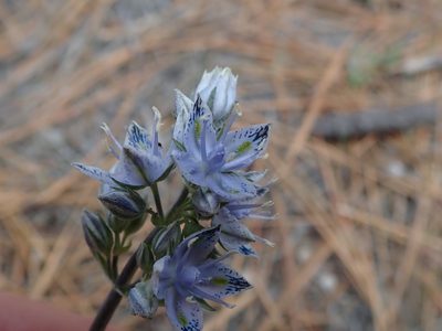 Frasera albicaulis, photographed by joergmlpts