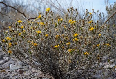 Thymophylla acerosa, photographed by Andrew Tree