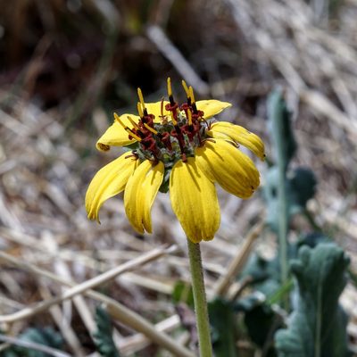 Berlandiera lyrata, photographed by Andrew Tree