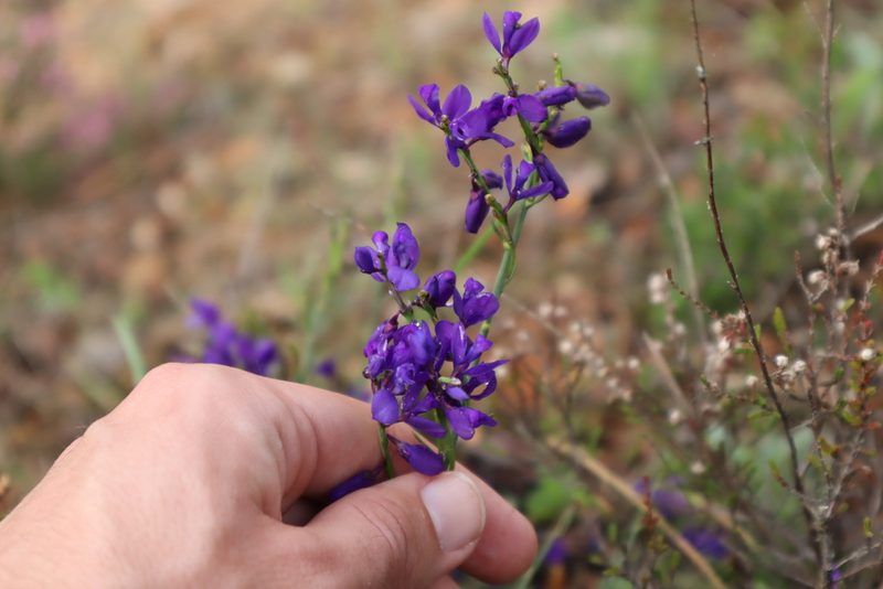 Polygala microphylla, photographed by Vicente Lopes