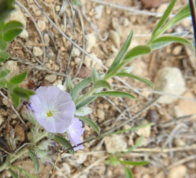 Evolvulus nuttallianus, photographed by saltyhiker