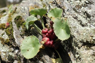 Umbilicus rupestris, photographed by Vicente Lopes