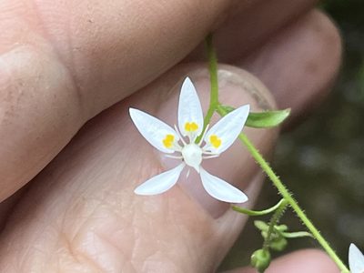 Micranthes petiolaris, photographed by Brian Finzel