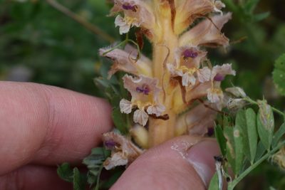Orobanche pubescens, photographed by Ruben Ciantia