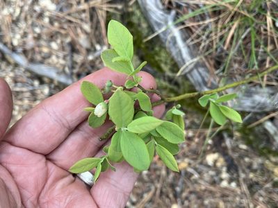 Vaccinium pallidum, photographed by Brian Finzel