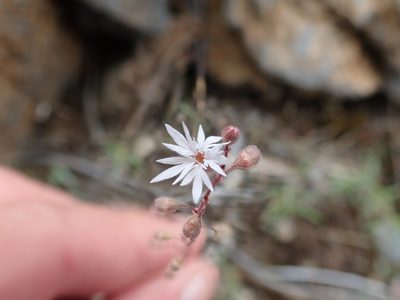 Lithophragma tenellum, photographed by joergmlpts