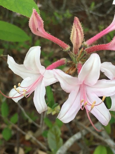 Rhododendron atlanticum, photographed by harrier
