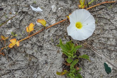 Ipomoea imperati, photographed by Jay Pruett