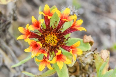 Gaillardia aestivalis, photographed by Jay Pruett