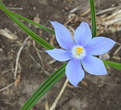 Nemastylis geminiflora, photographed by saltyhiker