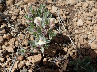 Scutellaria nana, photographed by joergmlpts