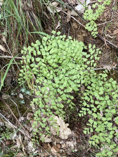 Adiantum shastense, photographed by Matt Berger