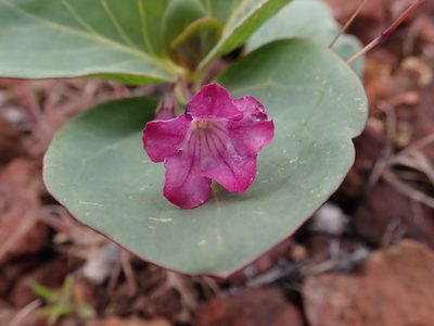 Cycladenia humilis, photographed by joergmlpts