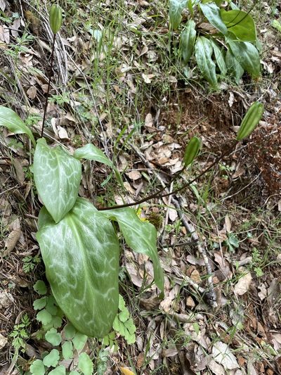 Erythronium shastense, photographed by Matt Berger