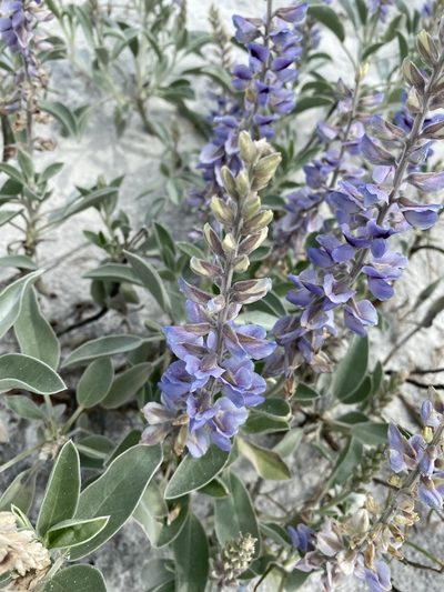 Lupinus westianus, photographed by Katie Carter