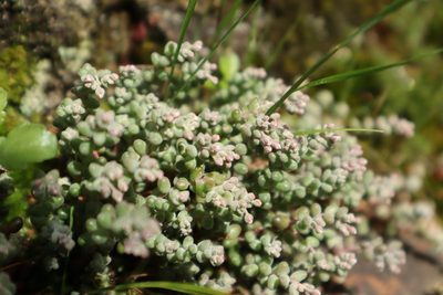 Sedum brevifolium, photographed by Vicente Lopes